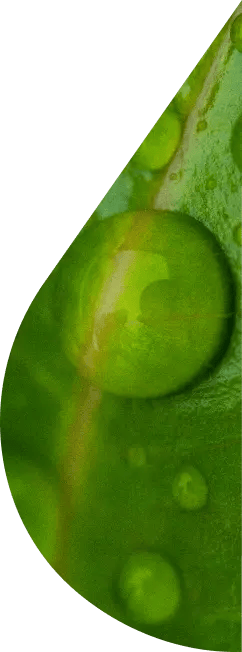 Half_drop