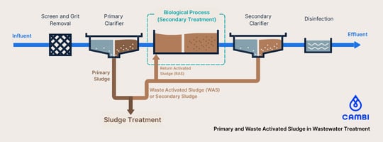 Waste Activated Sludge Explained: Characteristics and Treatment